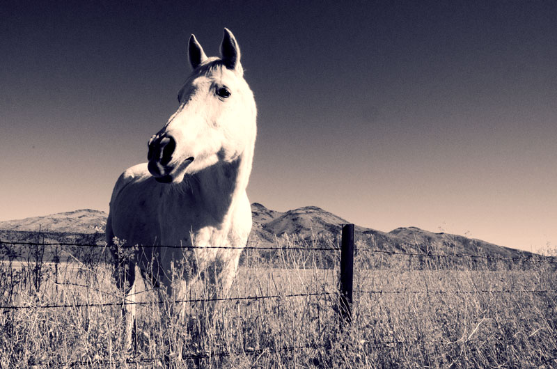 A curious horse