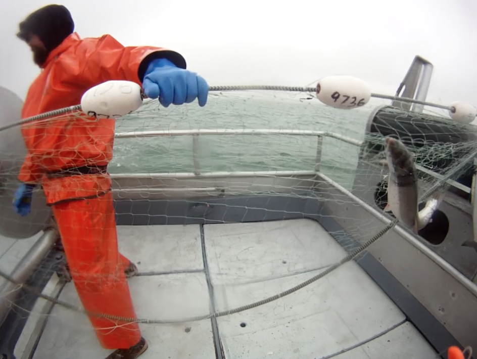A fellow deckhand pulling in the net.