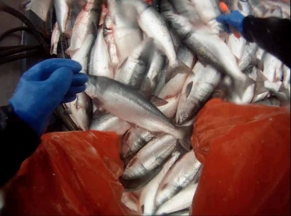 A deck full of fish after a successful set.